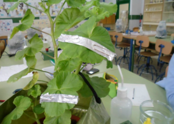 Transforme suas plantas com uma simples bola de PAPEL ALUMÍNIO e diga adeus a 4 problemas de uma vez