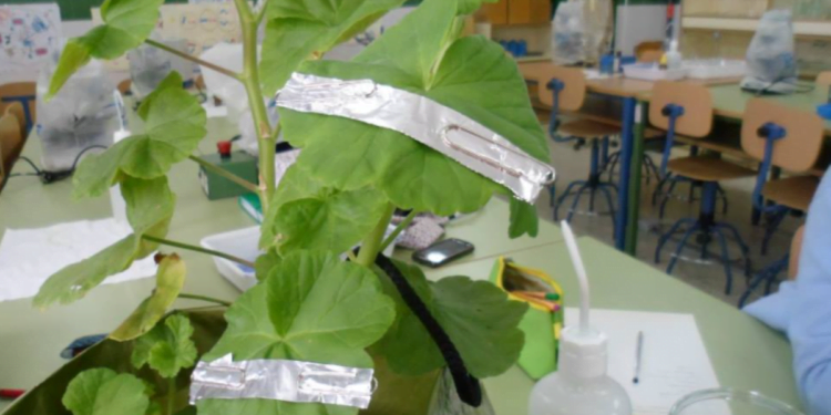 Transforme suas plantas com uma simples bola de PAPEL ALUMÍNIO e diga adeus a 4 problemas de uma vez