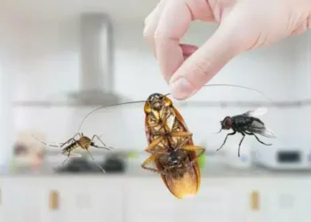 Faça esse truque antigo e elimine as moscas e baratas da sua casa na hora!