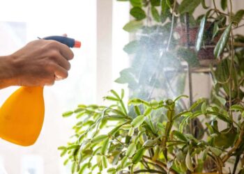 Como posso usar água oxigenada para recuperar as plantas?