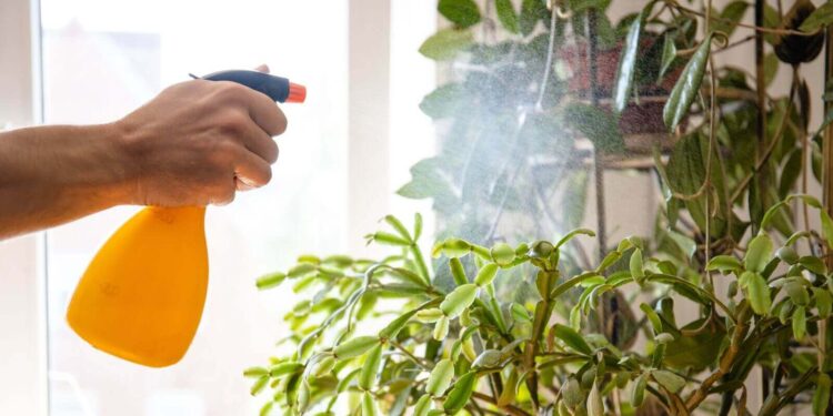 Como posso usar água oxigenada para recuperar as plantas?