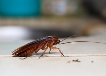 Elimine baratas em sua casa com essas técnicas infalíveis
