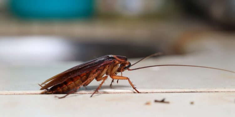 Elimine baratas em sua casa com essas técnicas infalíveis