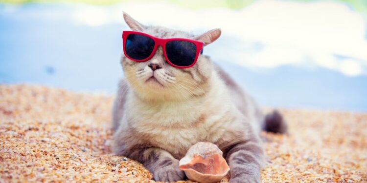 areia de gato lavável