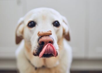 biscoitos saudáveis para cachorro