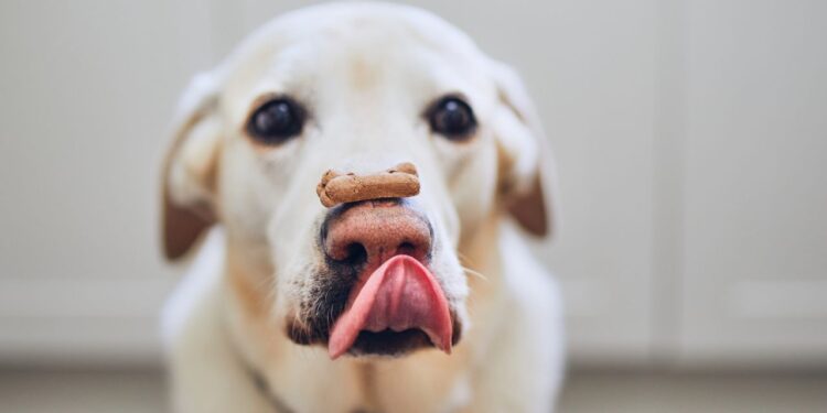 biscoitos saudáveis para cachorro
