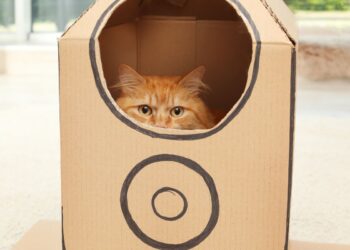 brinquedos divertidos para gatos