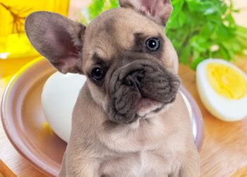 curiosidades sobre os cachorros