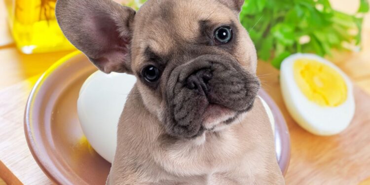 curiosidades sobre os cachorros