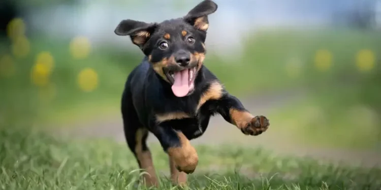 Onda de calor: Aprenda a cuidar do seu PET nos dias quentes com essas DICAS