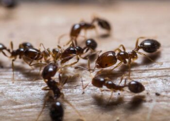 dicas de como acabar com formigas em casa