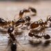dicas de como acabar com formigas em casa