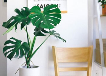 Descubra como cuidar de costela-de-adão