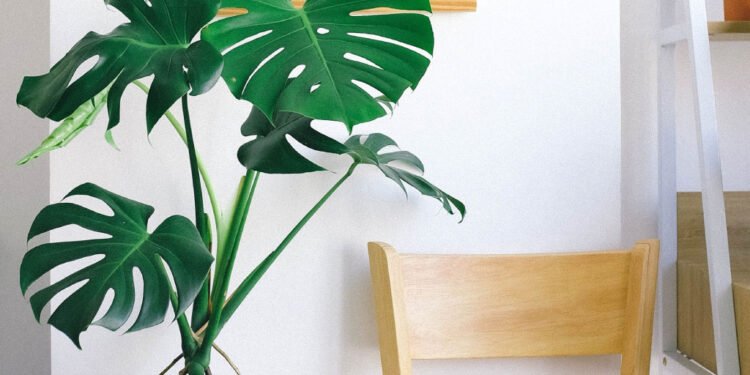 Descubra como cuidar de costela-de-adão