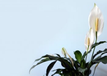 dicas para fazer lírio da paz florir