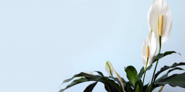 dicas para fazer lírio da paz florir