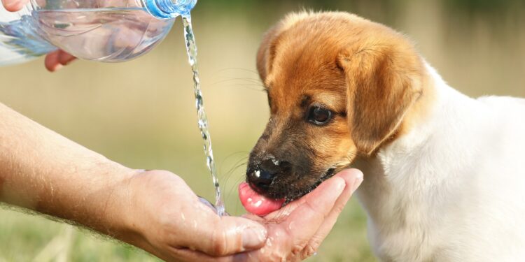 como cuidar de pets durante ondas de calor