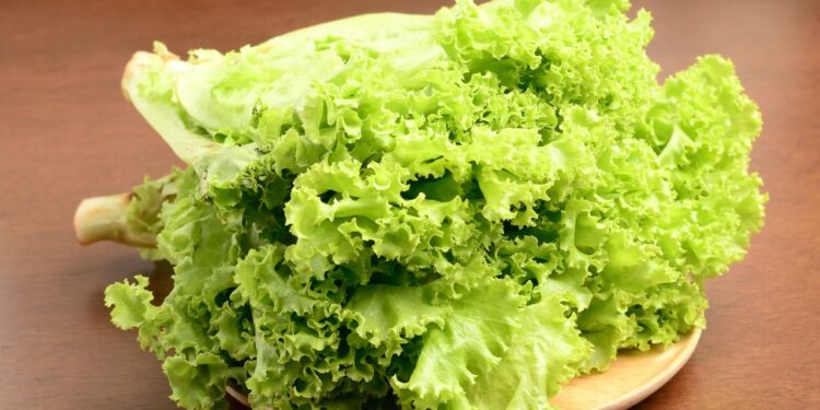 folhas de alface