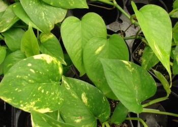 dicas de plantas umidificadoras para melhorar a qualidade do ar