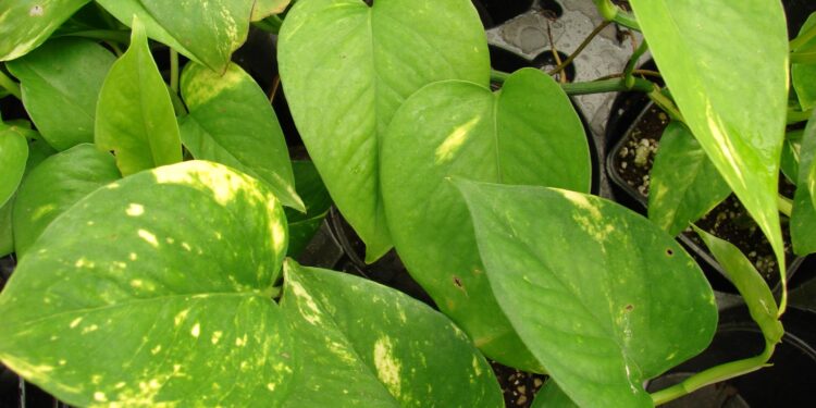 dicas de plantas umidificadoras para melhorar a qualidade do ar