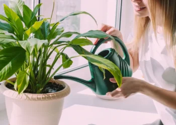 Segredo mágico da jardinagem: Regar as plantas com vinagre? Você NÃO vai acreditar!