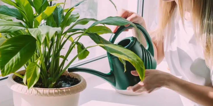 Segredo mágico da jardinagem: Regar as plantas com vinagre? Você NÃO vai acreditar!