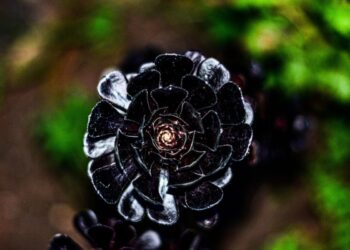 suculenta rosa negra