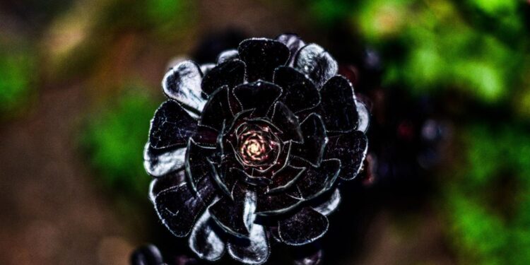 suculenta rosa negra