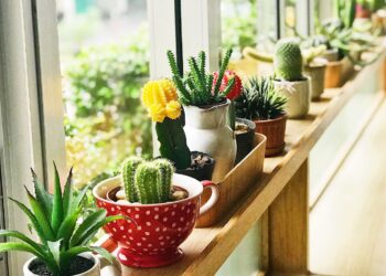 suculentas da sombra