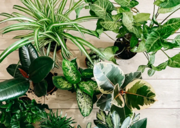 Cuidado! Estas 5 plantas nunca devem ser colocadas ao Sol