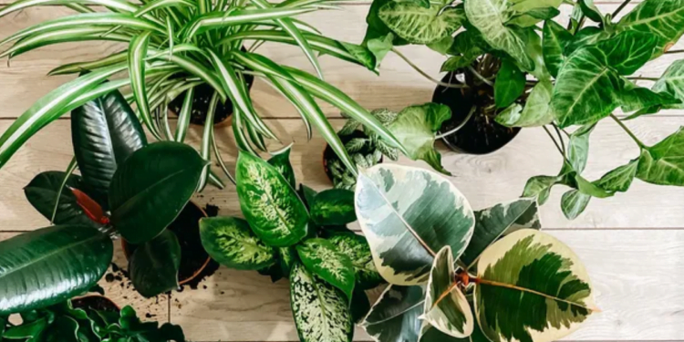 Cuidado! Estas 5 plantas nunca devem ser colocadas ao Sol