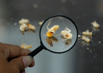 Acabe com os CUPINS em casa com estas dicas!