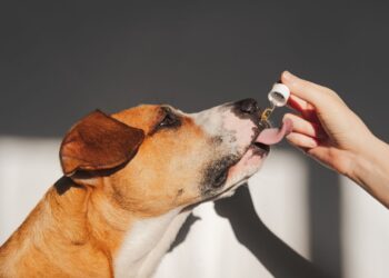 Cachorro pode tomar floral