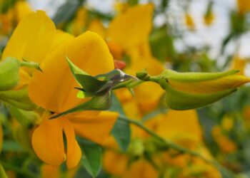 Crotalária, a flor em formato de beija-flor