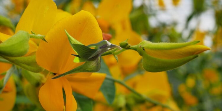 Crotalária, a flor em formato de beija-flor