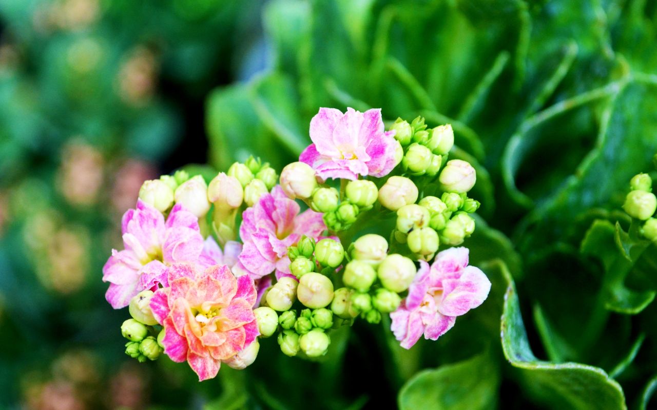 Kalanchoe