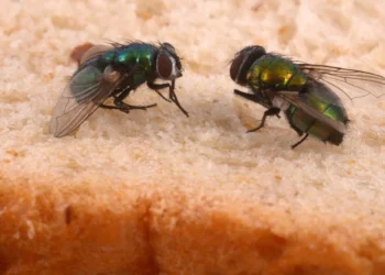 Lista de cheiros que CHAMAM as moscas para dentro da sua casa