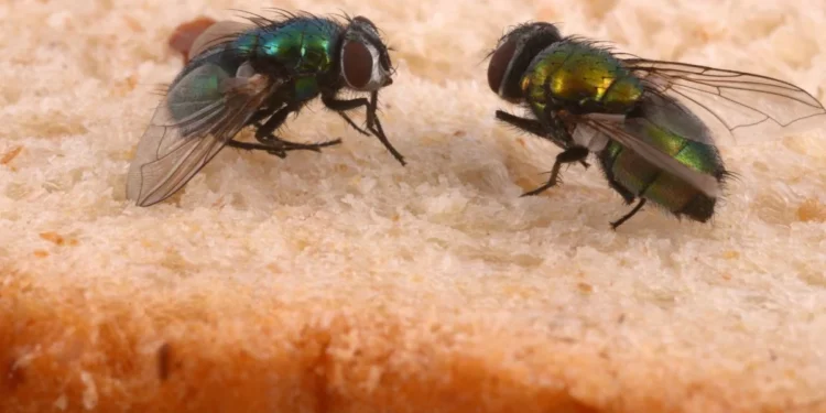 Lista de cheiros que CHAMAM as moscas para dentro da sua casa