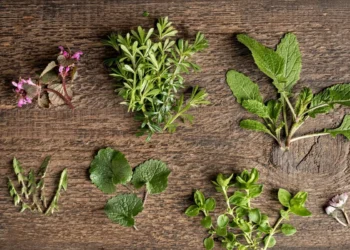 Essas plantas comestíveis na sua cozinha vão atrair Boa Sorte em 2024 para você!