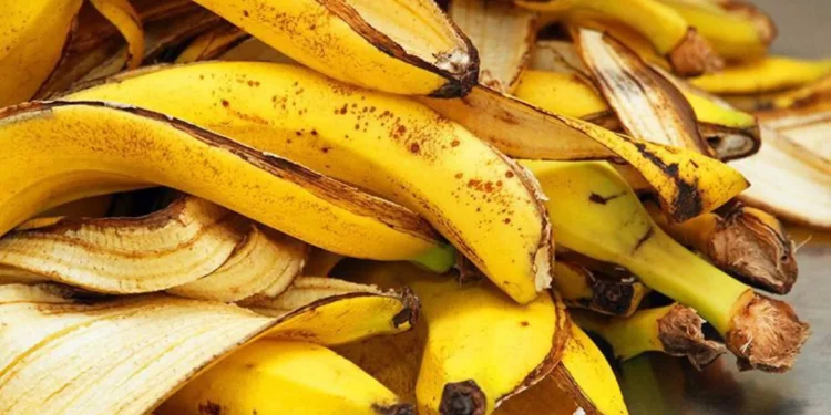 8 maneiras inteligentes de usar as cascas de banana na jardinagem!