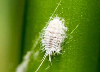 receitas caseiras para acabar com cochonilha