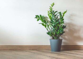 dicas de como cuidar de zamioculca