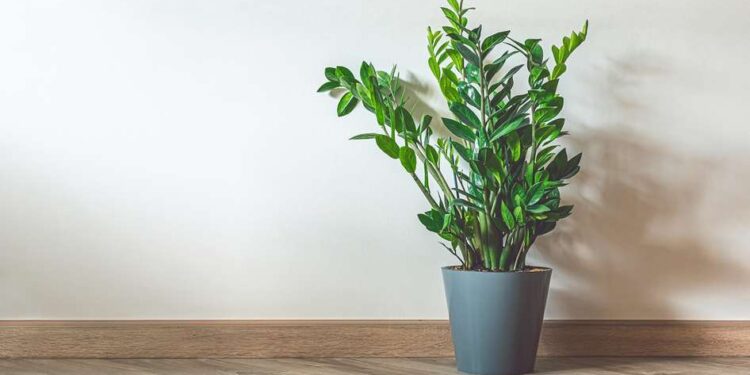 dicas de como cuidar de zamioculca