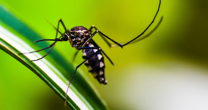 dicas de como espantar pernilongo