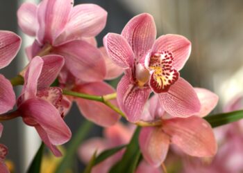 dicas para fazer orquídea florir