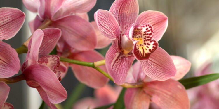 dicas para fazer orquídea florir