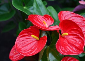 descubra como plantar anturio em vasos