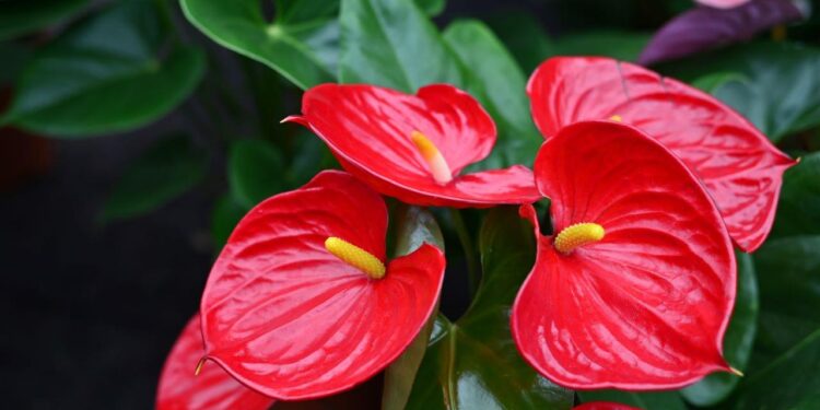 descubra como plantar anturio em vasos