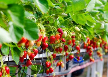 passo a passo para plantar morango em vaso