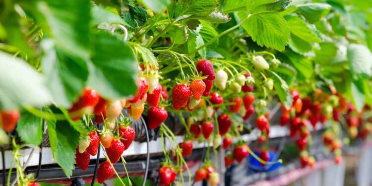 passo a passo para plantar morango em vaso